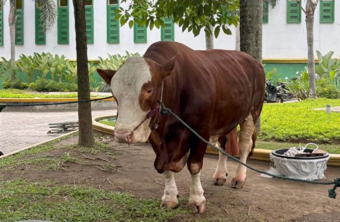 Teks Foto : Salah satu sapi kurban bantuan kemasyarakatan dari Presiden Prabowo Subianto yang dialokasikan untuk Provinsi Sumatera Utara, Kamis (5/6/2025), di halaman Masjid Agung Sultan Thaf Sinar Basarsyah, Lubukpakam, Deliserdang, yang akan disembelih pada Iduladha 1446 H. (Foto : Ist)